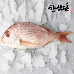 [한식단] 제주도 참돔 500g이상, 1.5kg 2미-3미 제주참돔 국내산참돔