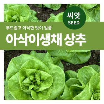 마이플랜트 아삭이생채 상추 씨앗 3000립