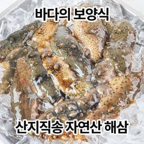 통영 산지직송 자연산 활 해삼 1kg 해삼회 해삼