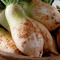 일농 싱싱한 햇 수확 제주 월동무 3kg