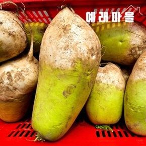 예래마을 제주 흠집 못난이 흙 무우 3kg