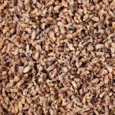 백송식품 국내산 햇 건 소꼴뚜기 500g 마른 잔 건 꼴뚜기 콩알 호래기