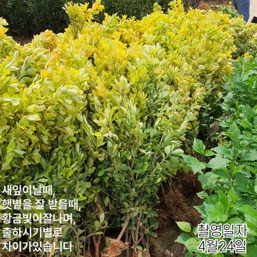 추가이미지