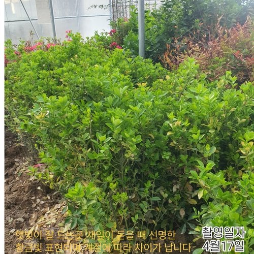 추가이미지