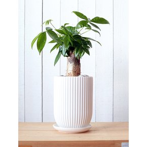 파키라 Money Tree Porcelin Veil 도자기 화분(L)