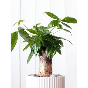 파키라 Money Tree Porcelin Veil 도자기 화분(L)