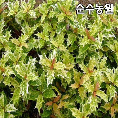 상품이미지1