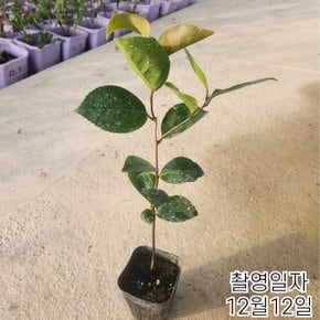 동백나무 묘목 30cm전후 포트묘