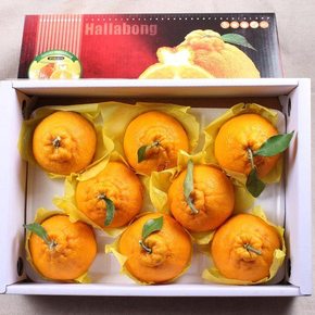[대진작목반] 제주 한라봉 선물세트 3kg(11-13과)/ 실중량