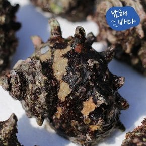 뿔소라 1kg