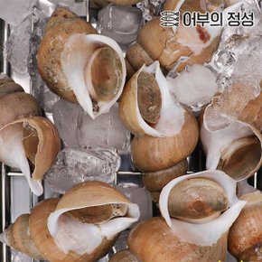 [어부의정성] 백고동 (소) 2kg