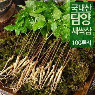 더조은푸드 [당일수확] 담양 새싹삼 일반 선물세트 100뿌리 (20cm내외)