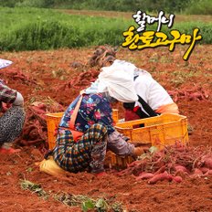 [할머니고구마] 무안 세척 꿀 고구마 베니하루카 소 5kg (50g~80g/개)