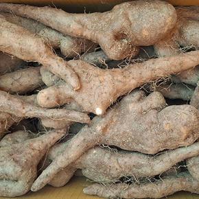 못난이 안동 마 3kg 못난이마 안동 생마 안동특산물 안동 장마 국산 마 구매 마 (S43946551)