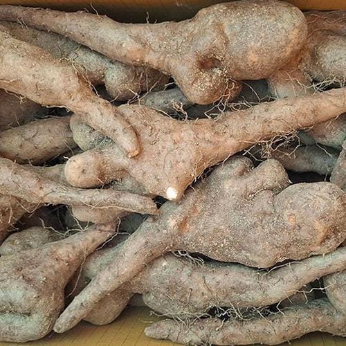 못난이 안동 마 3kg 못난이마 안동 생마 안동특산물 안동 장마 국산 마 구매 마사토 마 햇마 안동 참마(1)
