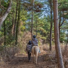 제주 중문승마체험장