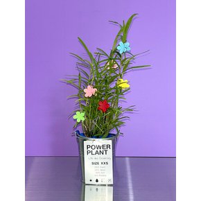죽엽석곡 (Dendrobium hancockii)