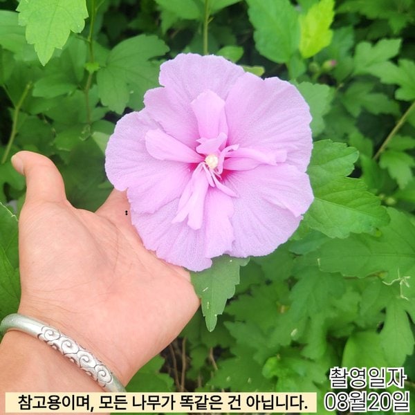 확대된 대표 메인이미지
