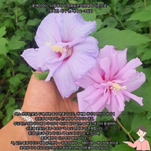 추가이미지3