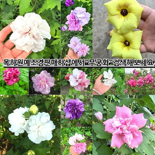 추가이미지4