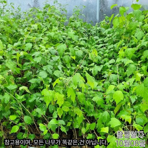추가이미지6