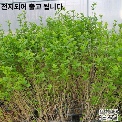 추가이미지7