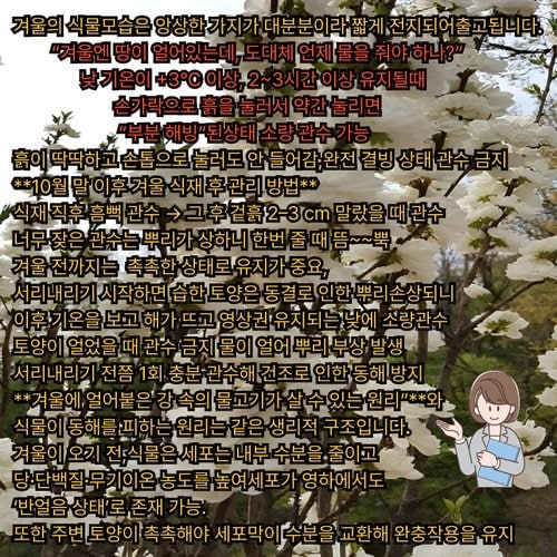 추가이미지8