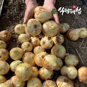 국내산 무안양파 5kg 대