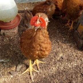 대사이즈1p 꿩안경 눈가리개 조류용품 볼트없는