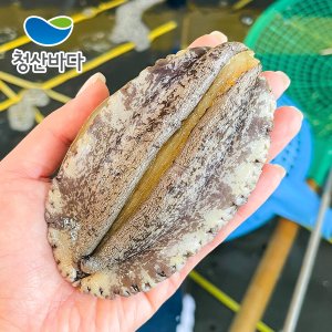 청산바다 완도 활전복 특대 7-8미 1kg (선물포장가능) 양식