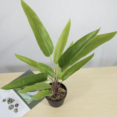 인조식물 극락조 잎 조화화분 76cm 미니인조나무 포트