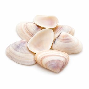 조개껍질 흰색 소 50g