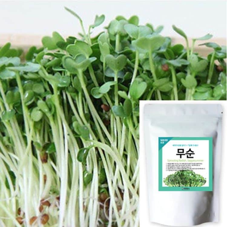 세경팜 무순 1kg 씨앗 새싹채소키우기, 믿고 사는 즐거움 SSG.COM 세경팜 무순 1Kg 씨앗 새싹채소키우기, 믿고 사는 즐거움 Ssg.Com