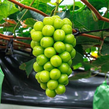북극곰농수산 샤인머스캣 1입 (750g 이상), 고당도 프리미엄 청포도