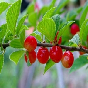 착한가격 나무생각 / 앵두나무(조선앵두) / R3 / 결실주