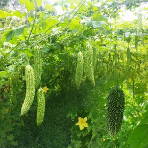 맑은 자연에서 자란 생여주 3kg /실중량