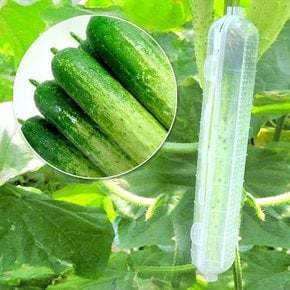 SOKOOB 국내생산 육각 성장 오이캡 50개 주말농장 다다기 오이 재배