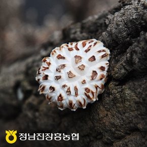 [정남진장흥농협]백화고(특품) 400g 선물세트