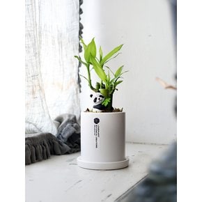 판다의 행운 정원 (Panda Lucky Garden) 반려 식물 미니 화분 오브제