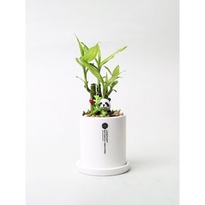판다의 행운 정원 (Panda Lucky Garden) 반려 식물 미니 화분 오브제