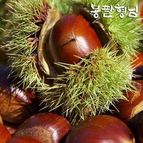 국내산 햇 알밤 (중) 3kg 단밤 광양/순천 농장