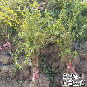 조팝나무 묘목 (황금조팝) H0.3전후 개화주
