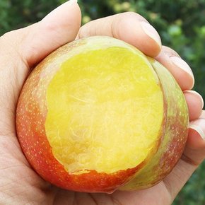 추희자두 특품 3kg (130g내외)