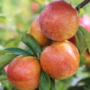 추희자두 특품 3kg (130g내외)