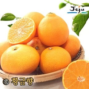 [올찬]황금향 3kg 11~13과 (특대)