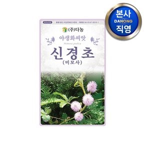 신경초 씨앗 1kg . 움직이는 작물 식물 미모사 함수초 잠풀 꽃씨 종자