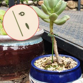 화초 화분 식물 지지대 17cm 꽃 토마토