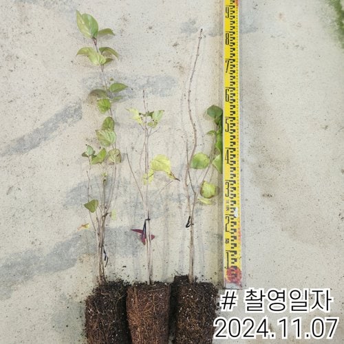 추가이미지