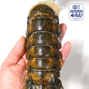 캐나다 랍스터테일 4미/마리당 110~120g