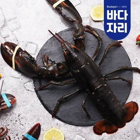 살아서 도착하는 활랍스타 1마리 1kg내외